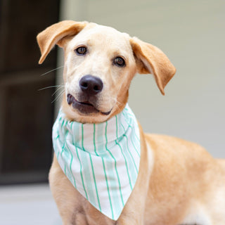 Green Stripe - Pet Bandana Holiday Lounge - Sugar Bee Clothing