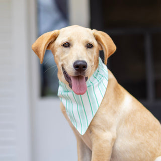 Green Stripe - Pet Bandana Holiday Lounge - Sugar Bee Clothing