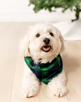 Organic Cotton Traditions in Tartan - Pet Bandana Holiday Lounge