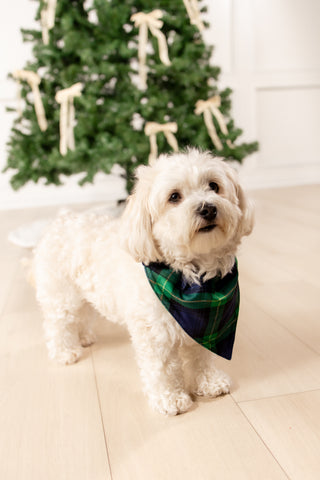 Organic Cotton Traditions in Tartan - Pet Bandana Holiday Lounge