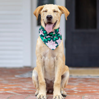 Poinsettia - Pet Bandana Holiday Lounge - Sugar Bee Clothing