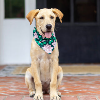 Poinsettia - Pet Bandana Holiday Lounge - Sugar Bee Clothing
