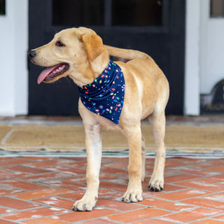 Christmas Lights - Pet Bandana Holiday Lounge - Sugar Bee Clothing
