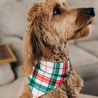 Christmas Plaid - Pet Bandana Holiday Lounge - Sugar Bee Clothing