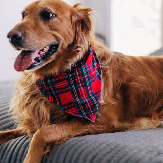 Tartan - Pet Bandana Holiday Lounge - Sugar Bee Clothing