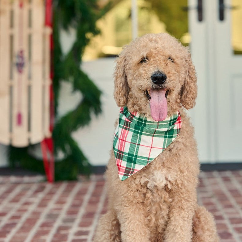 Christmas Plaid - Pet Bandana Holiday Lounge