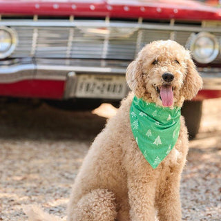 White Trees on Green - Pet Bandana Holiday Lounge - Sugar Bee Clothing