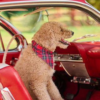 Tartan - Pet Bandana Holiday Lounge - Sugar Bee Clothing