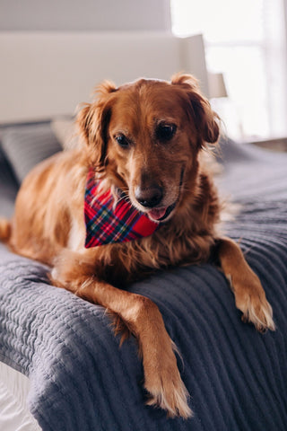 Tartan - Pet Bandana Holiday Lounge - Sugar Bee Clothing