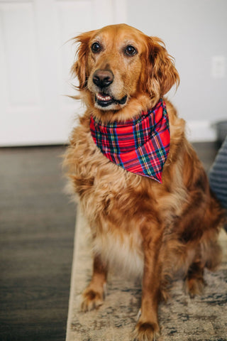Tartan - Pet Bandana Holiday Lounge - Sugar Bee Clothing