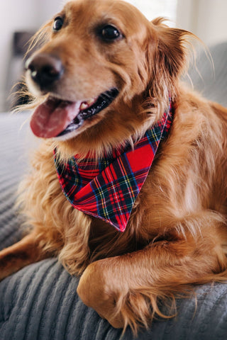 Tartan - Pet Bandana Holiday Lounge - Sugar Bee Clothing