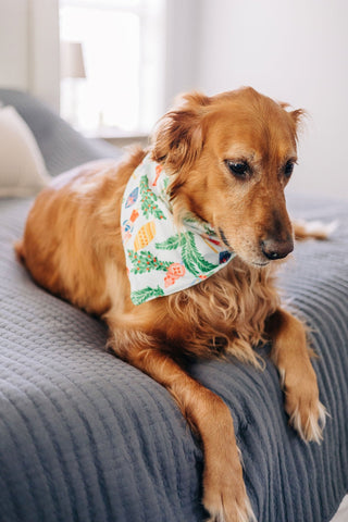 Nutcracker - Pet Bandana Holiday Lounge - Sugar Bee Clothing