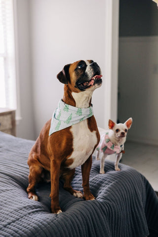 Blue Tree - Pet Bandana Holiday Lounge - Sugar Bee Clothing