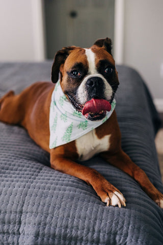 Blue Tree - Pet Bandana Holiday Lounge - Sugar Bee Clothing