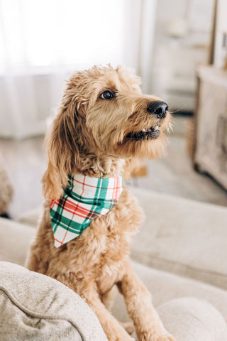 Christmas Plaid - Pet Bandana Holiday Lounge - Sugar Bee Clothing