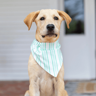 Green Stripe - Pet Bandana Holiday Lounge - Sugar Bee Clothing