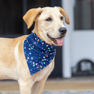 Christmas Lights - Pet Bandana Holiday Lounge - Sugar Bee Clothing