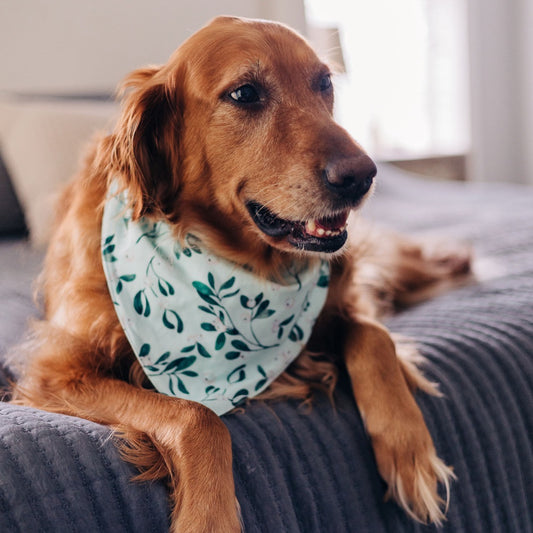 Mistletoe - Pet Bandana