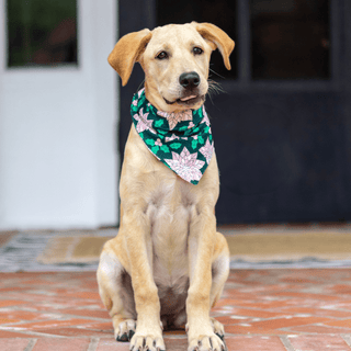 Poinsettia - Pet Bandana Holiday Lounge - Sugar Bee Clothing