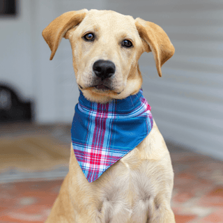 Winter Plaid - Pet Bandana Holiday Lounge - Sugar Bee Clothing