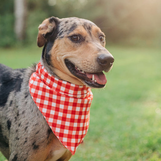 Red Gingham Pet Bandana